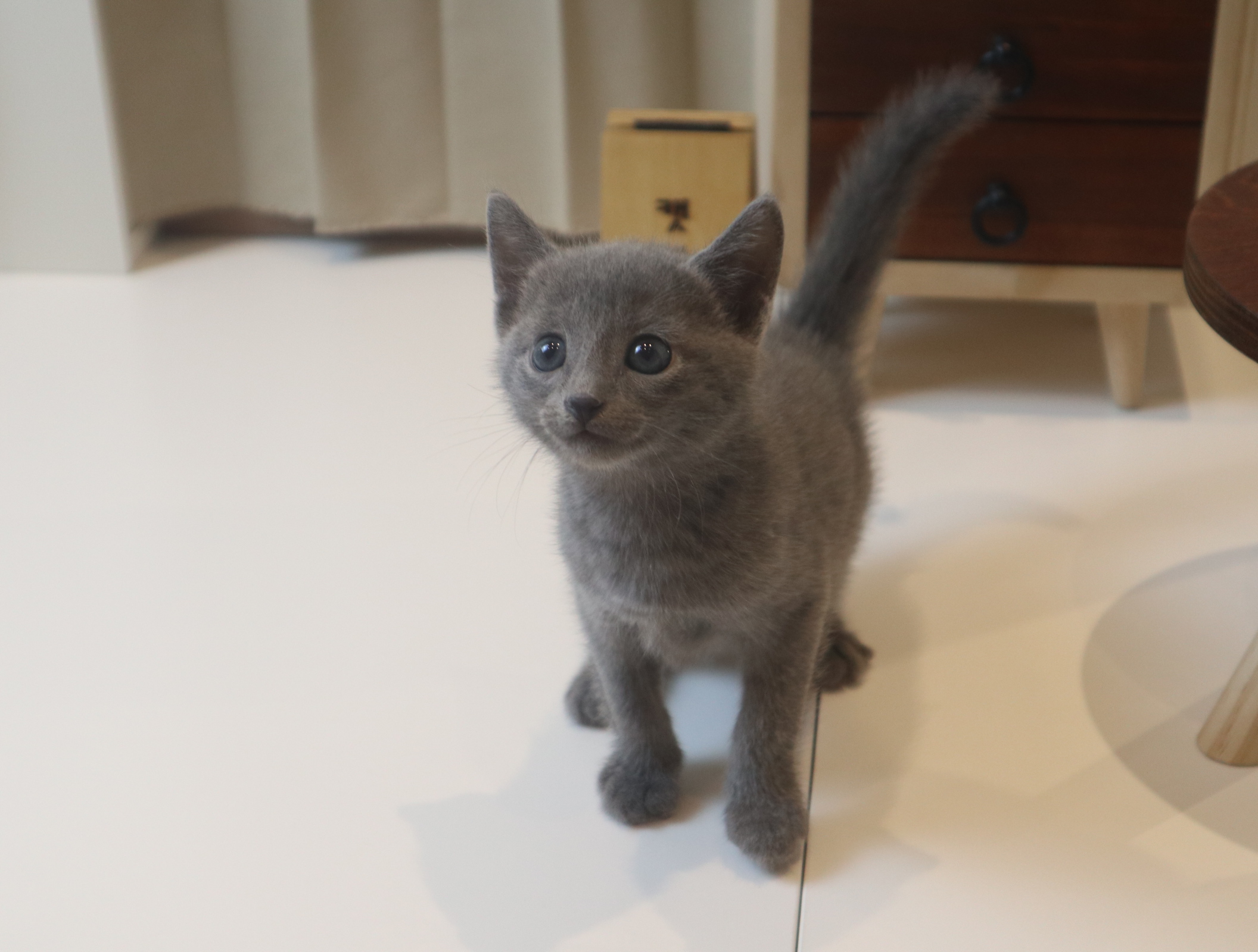 러시안블루 (치치)